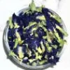 BUTTERFLY PEA FIORE