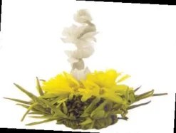 DRAGON FLOWER