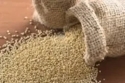 QUINOA SEMI